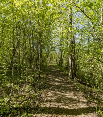 Leningrad bölgesinde Sablinka nehri boyunca bahar yürüyüşü. Sablino doğa rezervi.