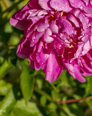 Tapınağın yakınında çiçekli şakayık.  