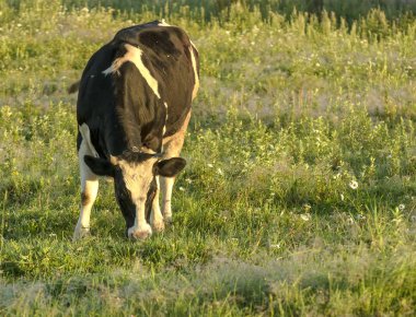 Köyün yakınındaki bir çayırda sabah erken saatlerde otlayan. 