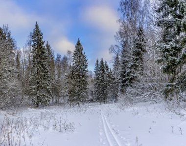Park Ormanı 'nda güneşli bir kış günü. Her yerde gür beyaz kar var.. 