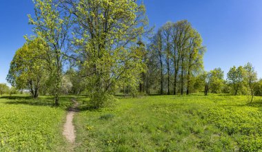 Leningrad bölgesinde Sablinka nehri boyunca bahar yürüyüşü. Sablino doğa rezervi.