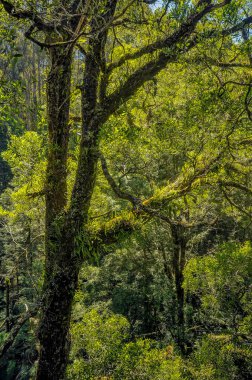 Büyük Otway Milli Parkı. Otway sinek ağaç üst yürüyüş. Apollo Körfezi kasabası nın yakınında, Avustralya ormanlarında ağaçların tepesinde yürüyün. Park Great Otway Milli Parkı'nın alanı 103 km².