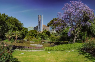 Melbourne botanik bahçesinde Blooming Jacaranda