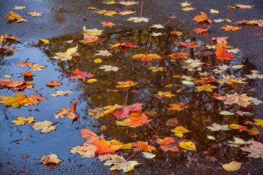 Islak kaldırım üzerinde renkli yaprakları