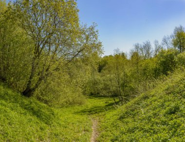 Leningrad bölgesinde Sablinka nehri boyunca bahar yürüyüşü. Sablino doğa rezervi.