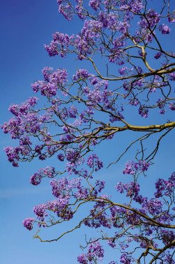 Melbourne botanik bahçesinde Blooming Jacaranda