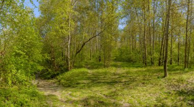 Leningrad bölgesinde Sablinka nehri boyunca bahar yürüyüşü. Sablino doğa rezervi.