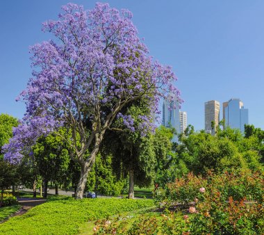 Jacaranda Kraliyet Botanik bahçeleri Melbourne içinde