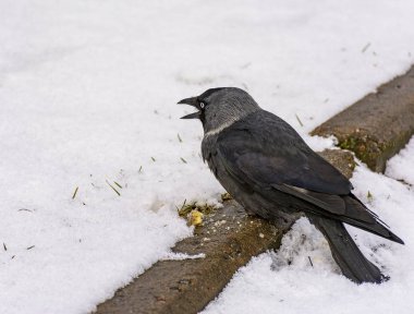 Kuş bir jackdaw onu çim atılan kraker yiyor. 
