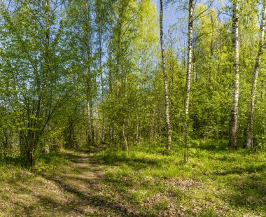 Leningrad bölgesinde Sablinka nehri boyunca bahar yürüyüşü. Sablino doğa rezervi.