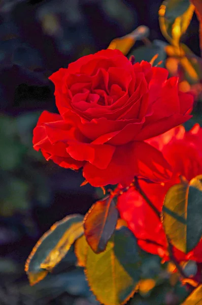 Eine Leuchtend Rote Rose Garten Bei Sonnenuntergang — Stockfoto