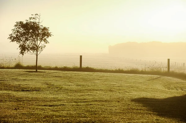 Early summer morning in the countryside of Australia with the fog.