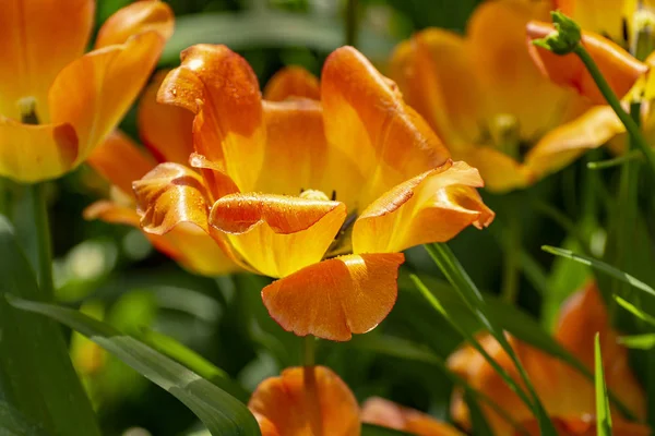 Tulpenfest Peter Auf Der Insel Elagin Mai 2019 — Stockfoto