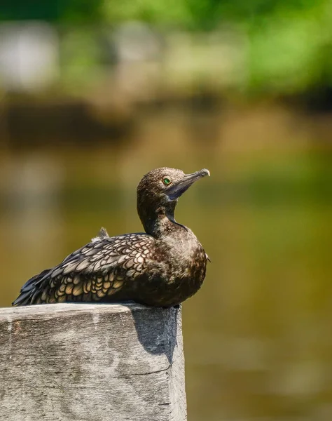 Cormorán Ave Melbourne — Foto de Stock