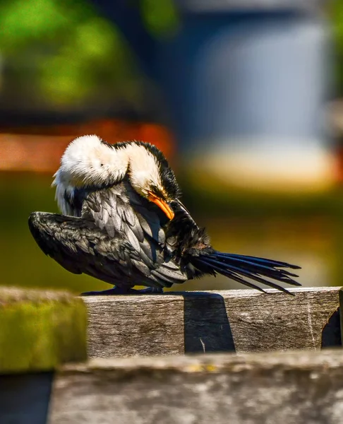 Cormorant Bird Melbourne — Stock Photo, Image