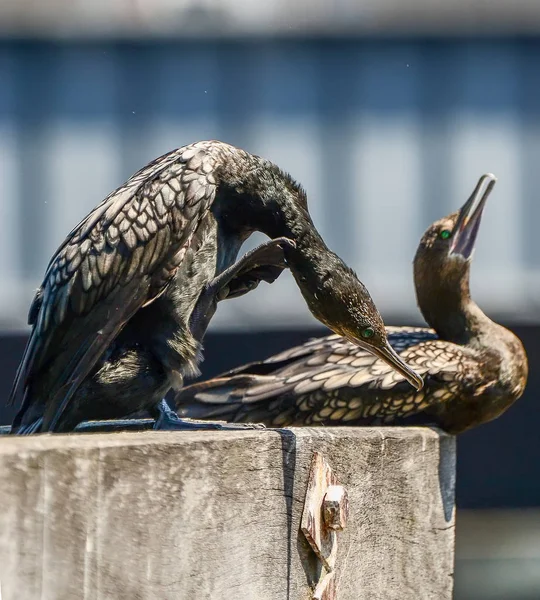 Cormoranes Pájaros Melbourne — Foto de Stock