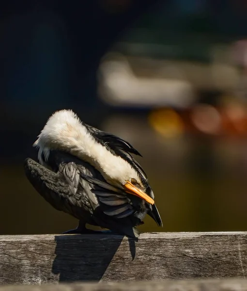 Cormorán Ave Melbourne — Foto de Stock