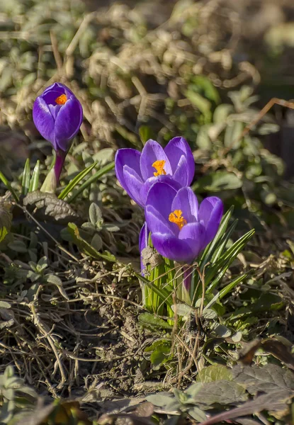 Les Premières Fleurs Violettes Printemps Crocus Dans Jardin Saint Pétersbourg — Photo