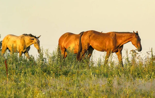 Chevaux Broutant Tranquillement Sans Laisse Dans Les Champs Près Village — Photo