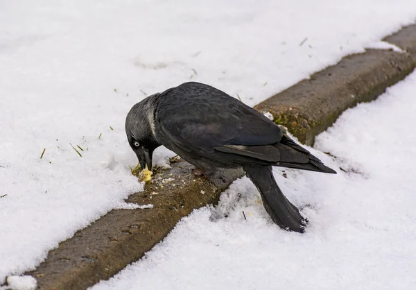 The bird is a jackdaw eats crackers thrown on her lawn.