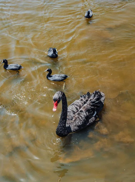 Czarny Łabędź Ogrodzie Botanicznym Melbourne — Zdjęcie stockowe