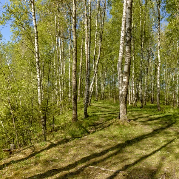 Lente Wandeling Langs Rivier Sablinka Regio Leningrad Het Natuurreservaat Sablino — Stockfoto