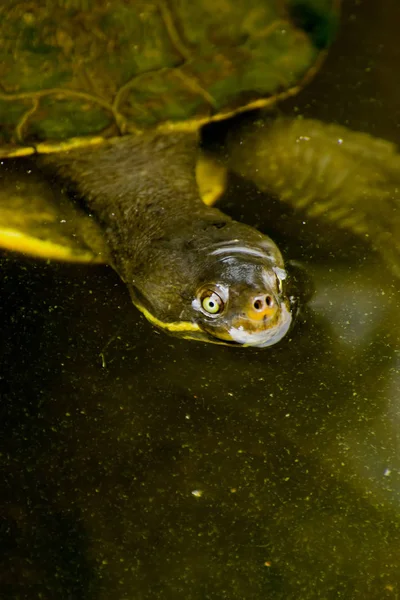 Aquatic turtle floating trick-or-treating.