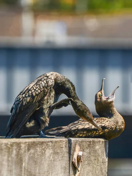 Cormoranes Pájaros Melbourne — Foto de Stock