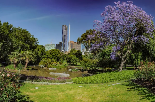 Jacaranda Floreciente Jardín Botánico Melbourne —  Fotos de Stock