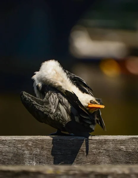 Cormorant Madár Melbourne Ben — Stock Fotó