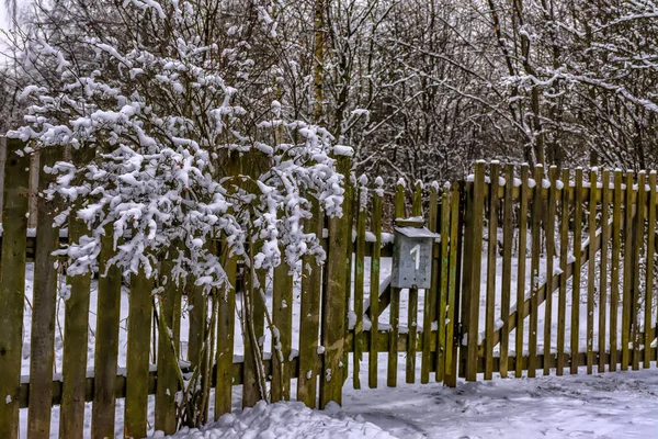 冬季被雪覆盖的植物 — 图库照片