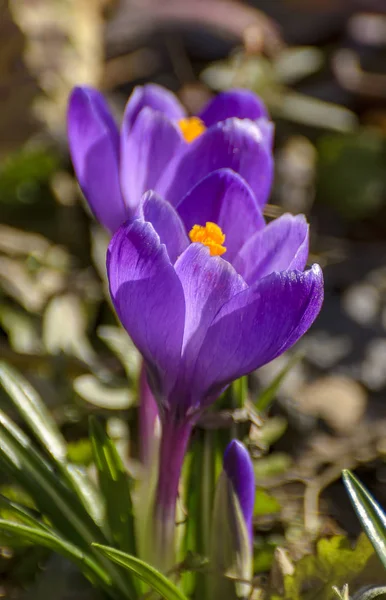 Les Premières Fleurs Violettes Printemps Crocus Dans Jardin Saint Pétersbourg — Photo