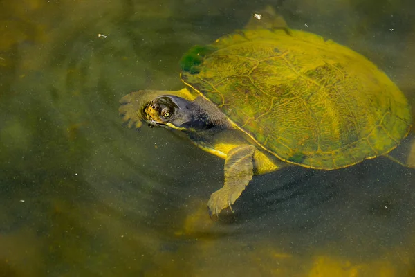 Wasserschildkröte Schwimmend Trick Oder Behandlung — Stockfoto