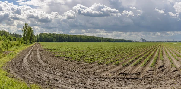 列宁格勒地区农村的马铃薯种植田 — 图库照片