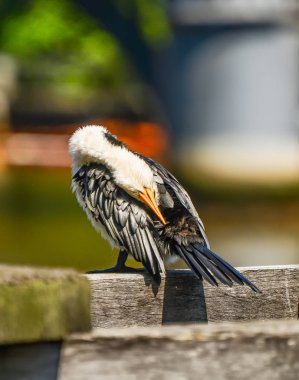 Cormorant, Melbourne 'de kuş