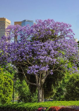 Jacaranda Kraliyet Botanik bahçeleri Melbourne içinde