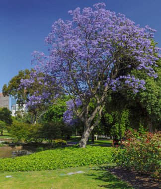 Melbourne botanik bahçesinde Blooming Jacaranda