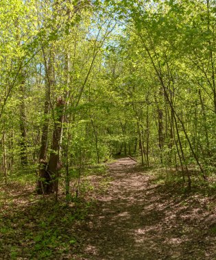 Leningrad bölgesinde Sablinka nehri boyunca bahar yürüyüşü. Sablino doğa rezervi.