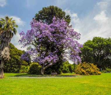Melbourne botanik bahçesinde Blooming Jacaranda