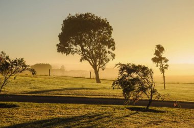 Sis ile Avustralya kırsalerken erken yaz sabahı.