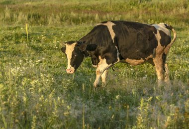 Köyün yakınındaki bir çayırda sabah erken saatlerde otlayan. 