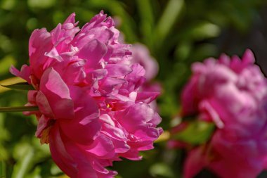 Tapınağın yakınında çiçekli şakayık.  