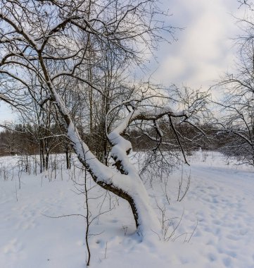 Park Ormanı 'nda güneşli bir kış günü. Her yerde gür beyaz kar var.. 
