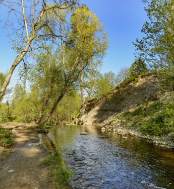 Leningrad bölgesinde Sablinka nehri boyunca bahar yürüyüşü. Sablino doğa rezervi.