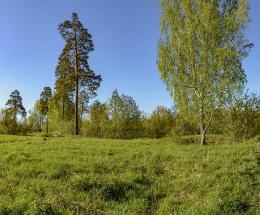 Leningrad bölgesinde Sablinka nehri boyunca bahar yürüyüşü. Sablino doğa rezervi.