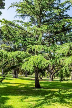 Koniferli dökmeyen ağaçlarda koniler