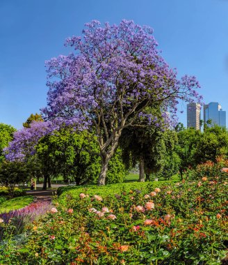 Jacaranda Kraliyet Botanik bahçeleri Melbourne içinde