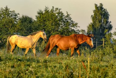 Atlar, sessizce tarlada bir tasma olmadan otlatma, köyün yakınında. 
