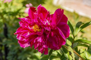 Tapınağın yakınında çiçekli şakayık.  