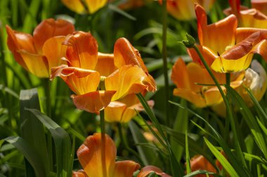 Mayıs 2019'da Elagin adasında St. Petersburg'da lale festivali.